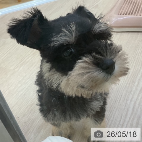 ミニチュア・シュナウザーの写真