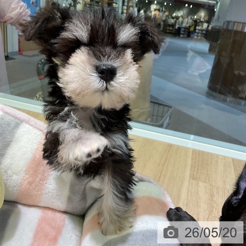 愛知県のミニチュアシュナウザー (ペットプラス 岡崎店/2026年3月19日生まれ/女の子/ブラックシルバー)の子犬の4枚目の画像