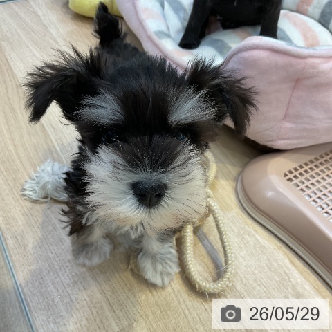 愛知県のミニチュアシュナウザー (ペットプラス 岡崎店/2026年3月19日生まれ/女の子/ブラックシルバー)の子犬の4枚目の画像