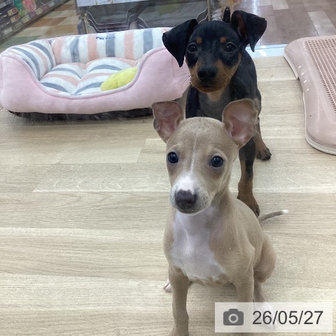 ミニチュア・ピンシャーの写真