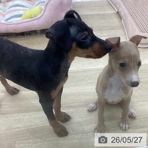 ミニチュア・ピンシャーの写真