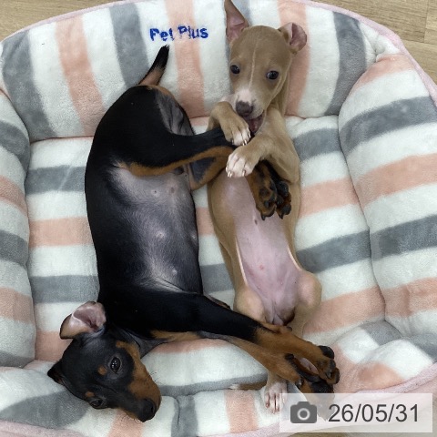 ミニチュア・ピンシャーの写真