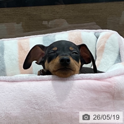 ミニチュア・ピンシャーの写真