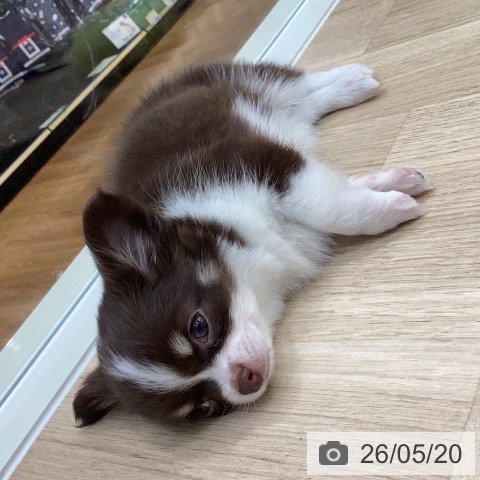 岐阜県のチワワ(ロング) (ペットプラス 各務原店/2026年3月15日生まれ/女の子/チョコレートタンホワイト)の子犬の3枚目の画像