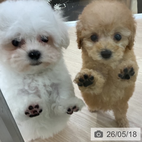 トイ・プードルの写真