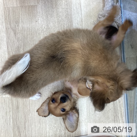 カニーンヘン・ダックスフンドの写真