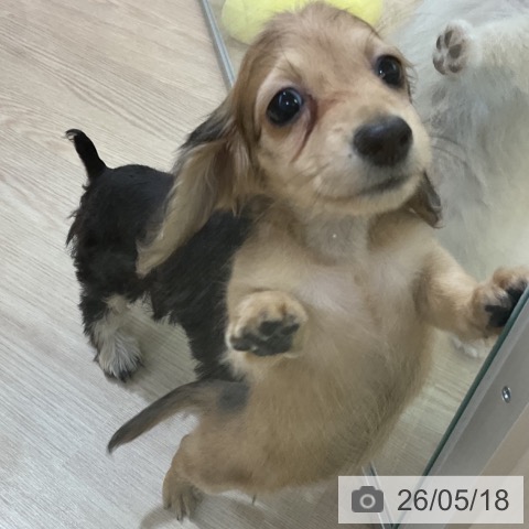 カニーンヘン・ダックスフンドの写真
