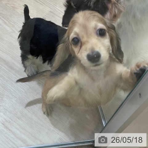 カニーンヘン・ダックスフンドの写真