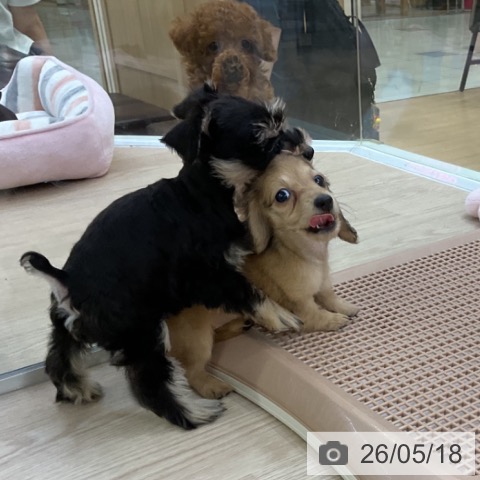 カニーンヘン・ダックスフンドの写真