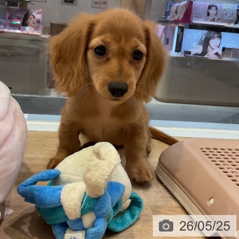 愛知県のカニンヘンダックスフンド(ロング) (ペットプラス 岡崎店/2026年3月18日生まれ/女の子/クリアレッド)の子犬の4枚目の画像