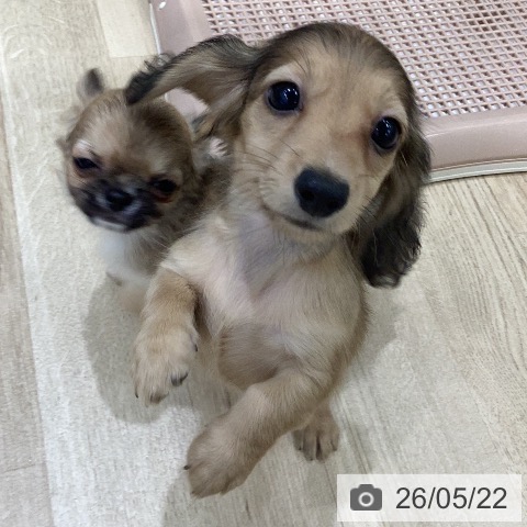 岐阜県のカニンヘンダックスフンド(ロング) (ペットプラス 各務原店/2026年3月18日生まれ/女の子/シェーデットイエロー)の子犬の3枚目の画像