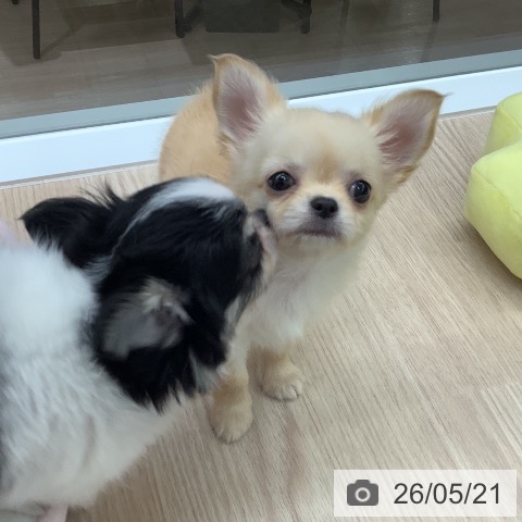 石川県のチワワ(ロング) (ペットプラス 白山店/2026年3月19日生まれ/女の子/クリーム)の子犬の3枚目の画像