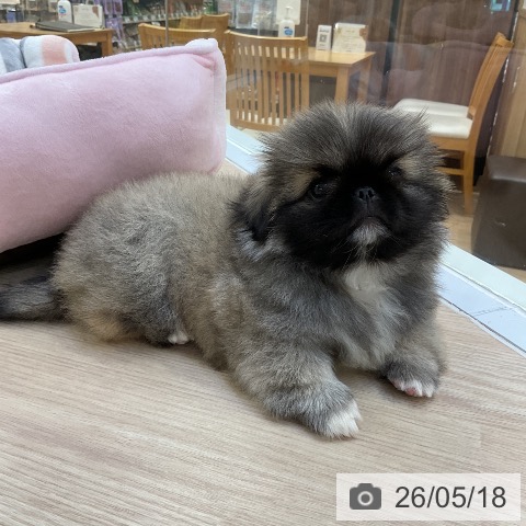 ペキニーズの写真