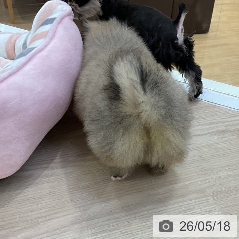 ペキニーズの写真