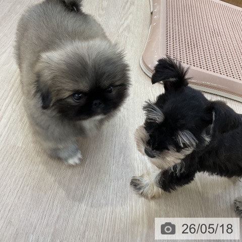 ペキニーズの写真