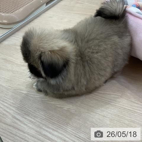 ペキニーズの写真