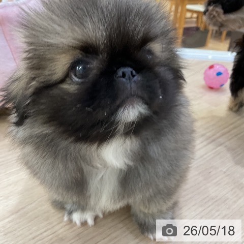 ペキニーズの写真