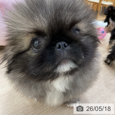 ペキニーズの写真