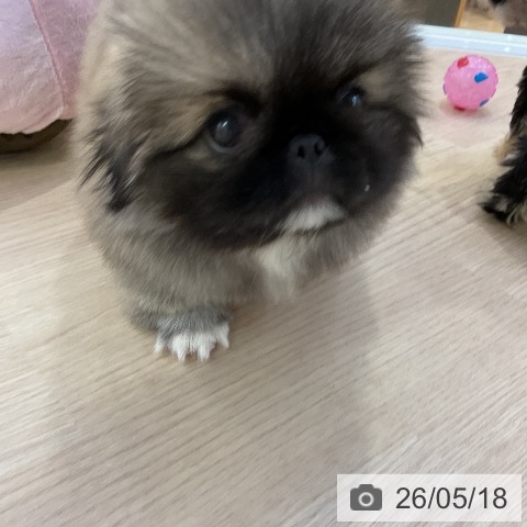 ペキニーズの写真