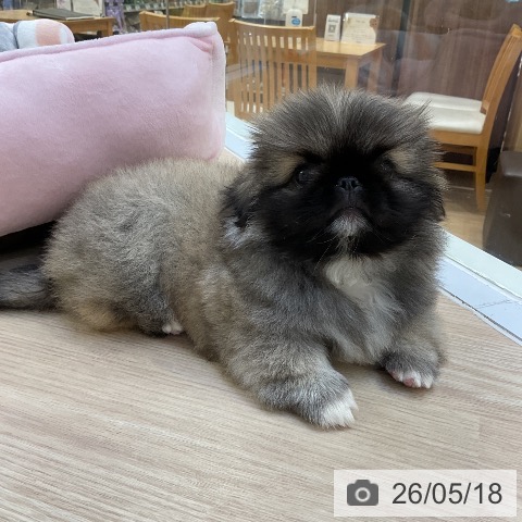 ペキニーズの写真