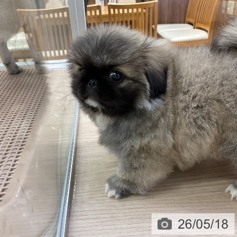 ペキニーズの写真
