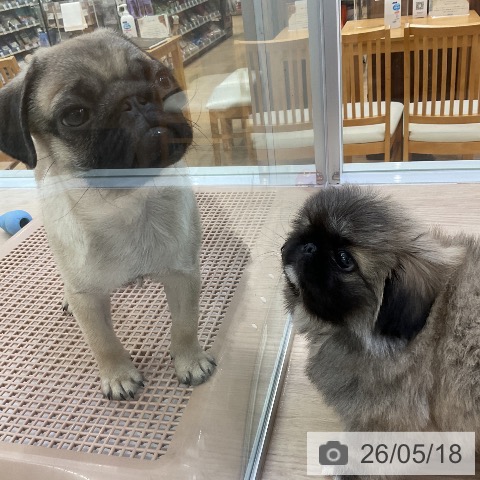 ペキニーズの写真