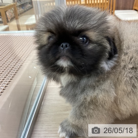 ペキニーズの写真