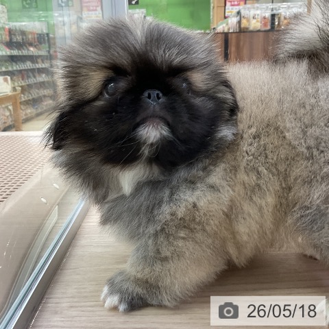 ペキニーズの写真