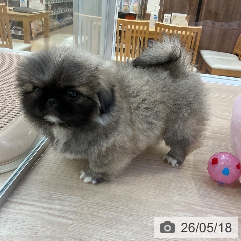 ペキニーズの写真