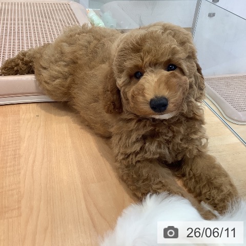 愛知県のトイプードル(トイ) (ペットプラス 三好店/2026年3月19日生まれ/男の子/アプリコット)の子犬の4枚目の画像