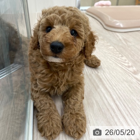 愛知県のトイプードル(トイ) (ペットプラス 豊田店/2026年3月19日生まれ/男の子/アプリコット)の子犬の3枚目の画像