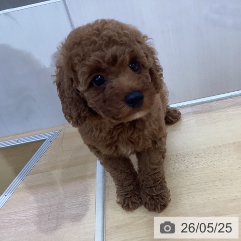 三重県のトイプードル(トイ) (ペットプラス 津南店/2026年3月19日生まれ/男の子/レッド)の子犬の4枚目の画像