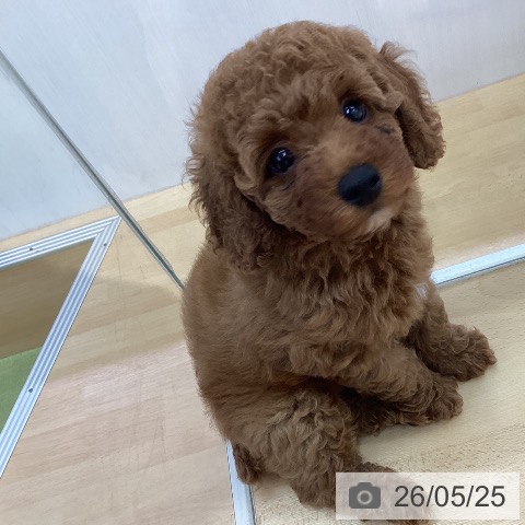 三重県のトイプードル(トイ) (ペットプラス 津南店/2026年3月19日生まれ/男の子/レッド)の子犬の3枚目の画像