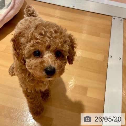 愛知県のトイプードル(トイ) (ペットプラス 名古屋茶屋店/2026年3月19日生まれ/女の子/アプリコット)の子犬の4枚目の画像