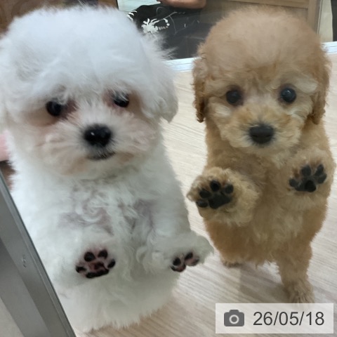 ビション・フリーゼの写真