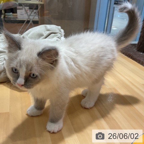ラグドールの写真