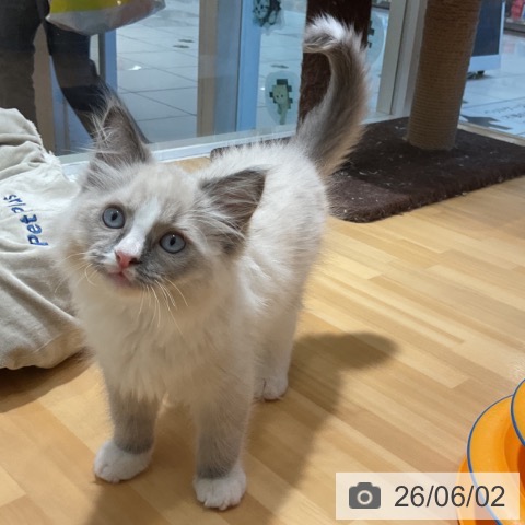 ラグドールの写真