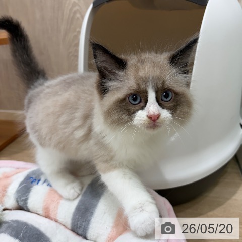 ラグドールの写真