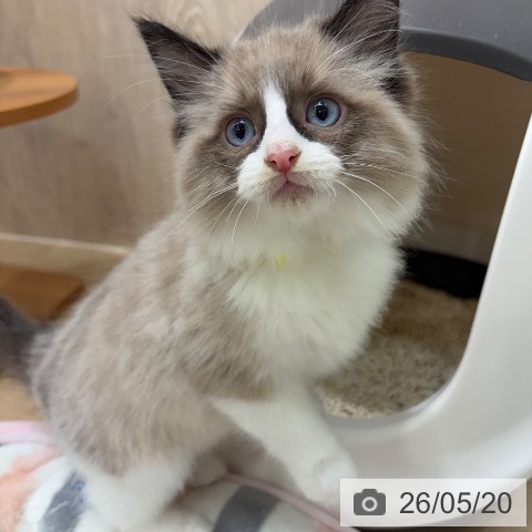 ラグドールの写真