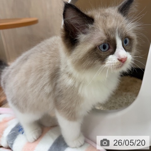 ラグドールの写真