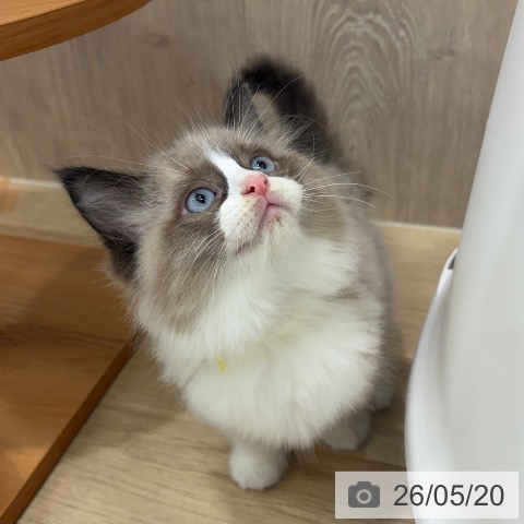 ラグドールの写真