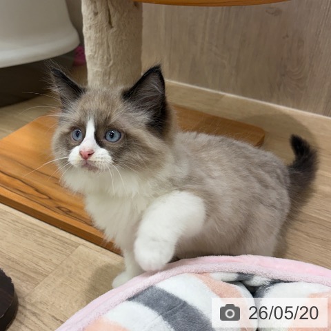 ラグドールの写真