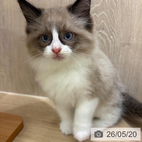 ラグドールの写真
