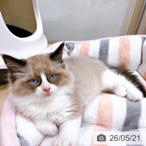 ラグドールの写真