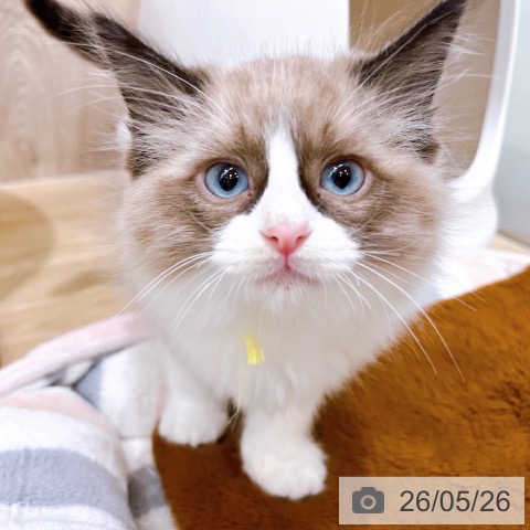 大阪府のラグドール (ペットプラス イオン大日店/2026年3月16日生まれ/男の子/シールポイントバイカラー)の子猫の3枚目の画像