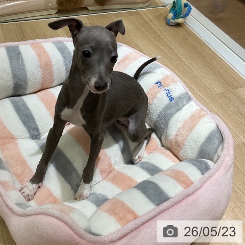 愛知県のイタリアングレーハウンド (ペットプラス イオンモール豊川店/2026年3月18日生まれ/女の子/ブルーホワイト)の子犬の3枚目の画像
