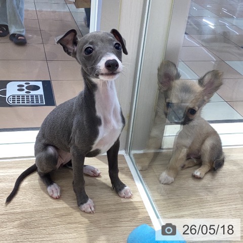 岐阜県のイタリアングレーハウンド (ペットプラス 各務原店/2026年3月18日生まれ/女の子/ブルーホワイト)の子犬の4枚目の画像