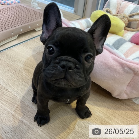 ペットプラス 岡崎店 | フレンチ・ブルドッグの詳細情報 | 子犬・子猫