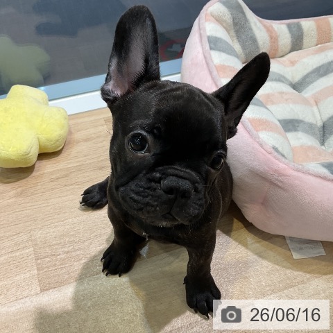 愛知県のフレンチブルドッグ (ペットプラス 岡崎店/2026年3月19日生まれ/男の子/ブリンドル)の子犬の3枚目の画像