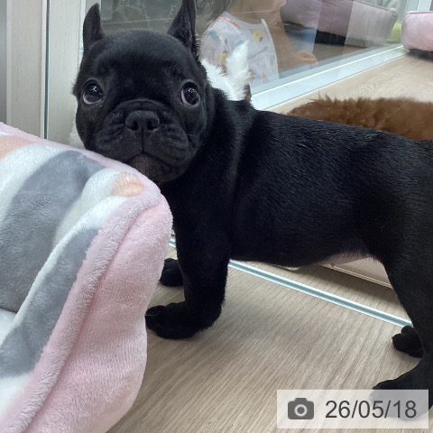 フレンチ・ブルドッグの写真